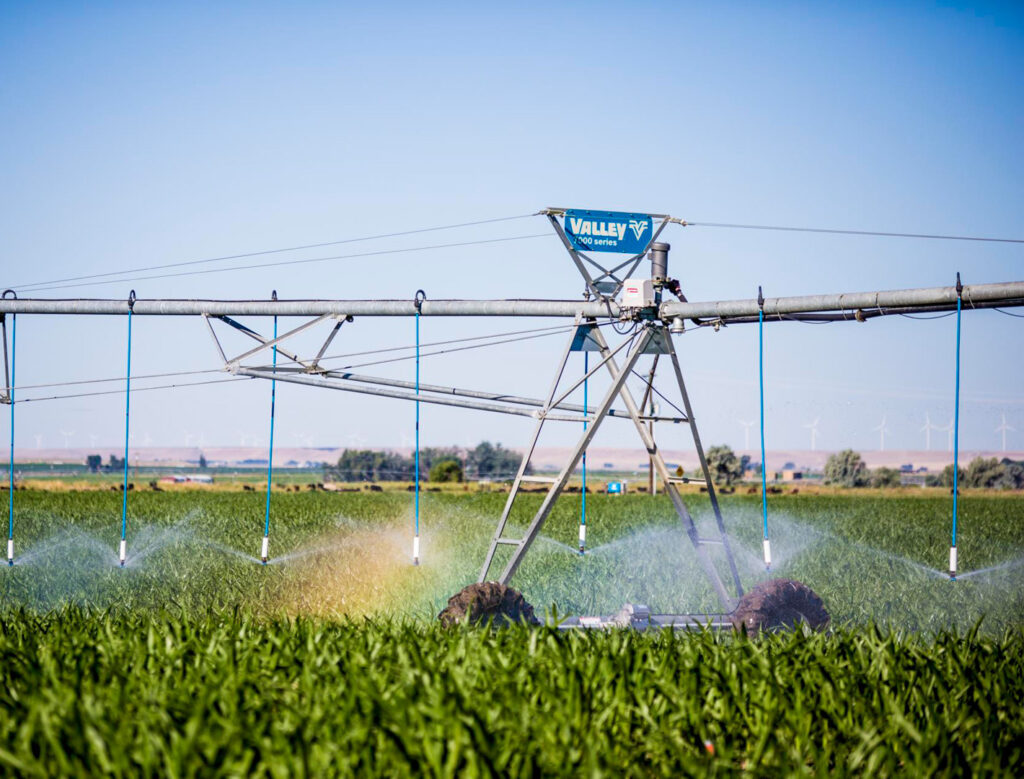 Valley irrigation with sprayers irrigating the green field with blue sky overhead